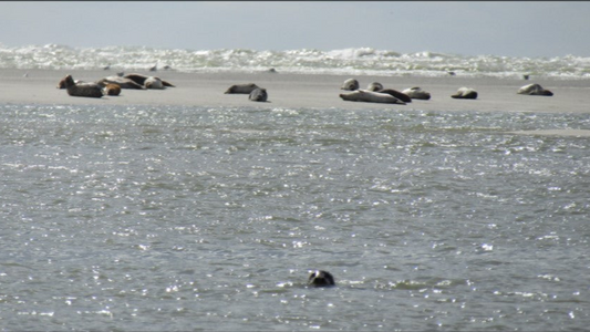 poster_phoques_baie_de_somme